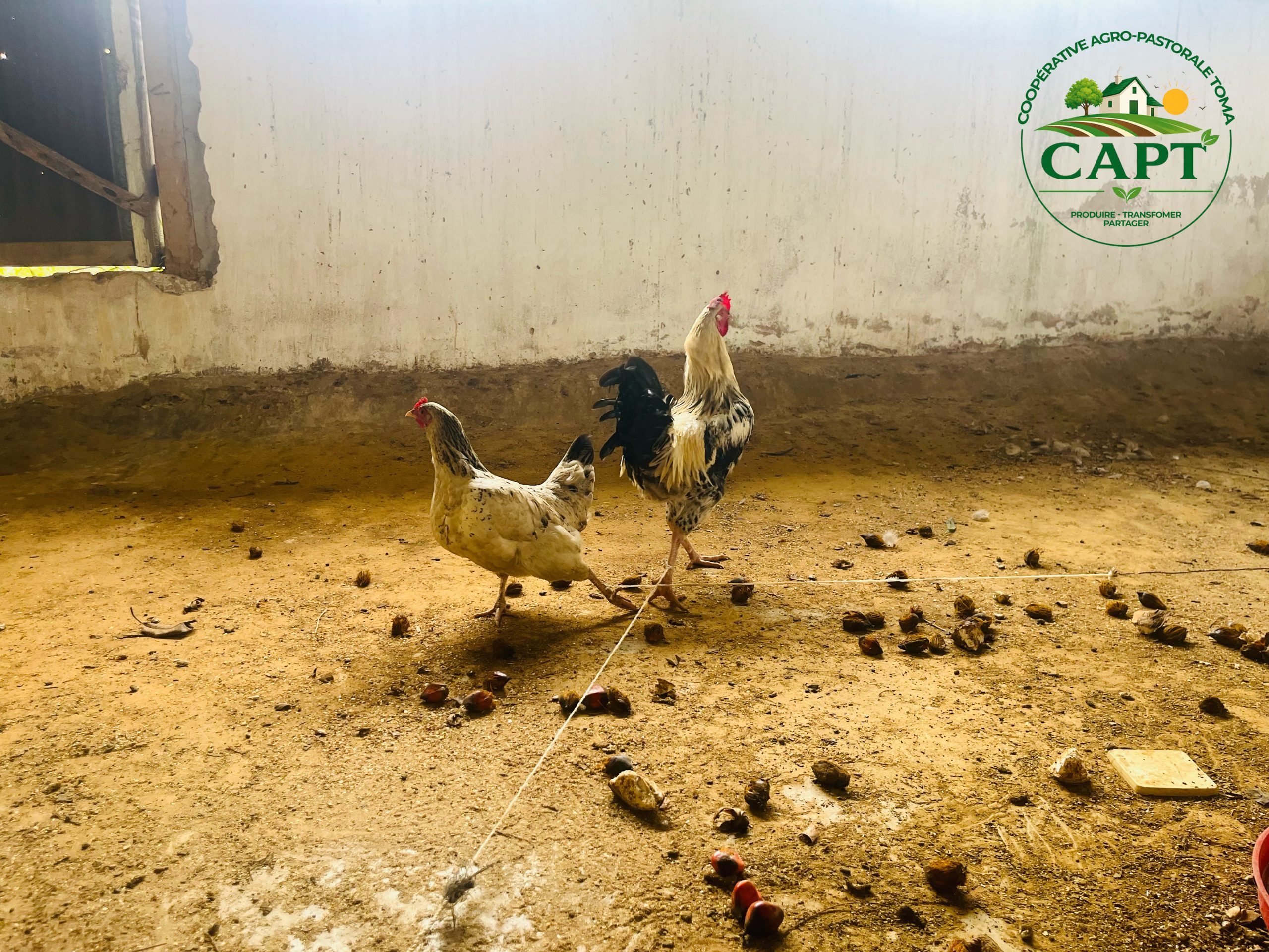 aviculture-congo